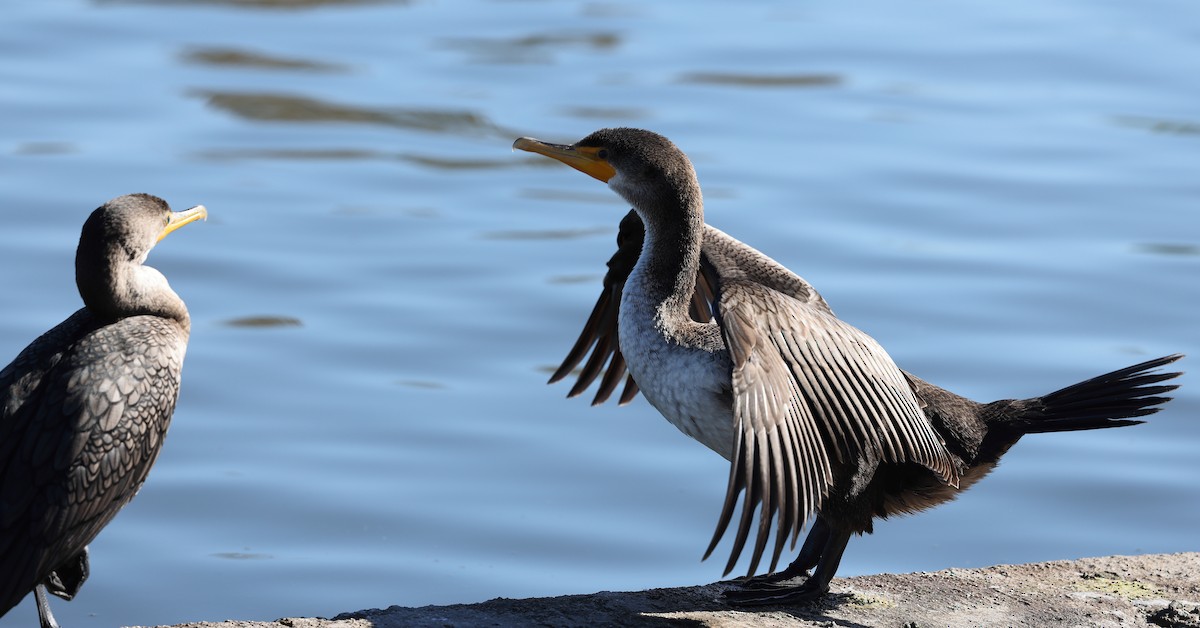 Double-crested Cormorant - ML647096501