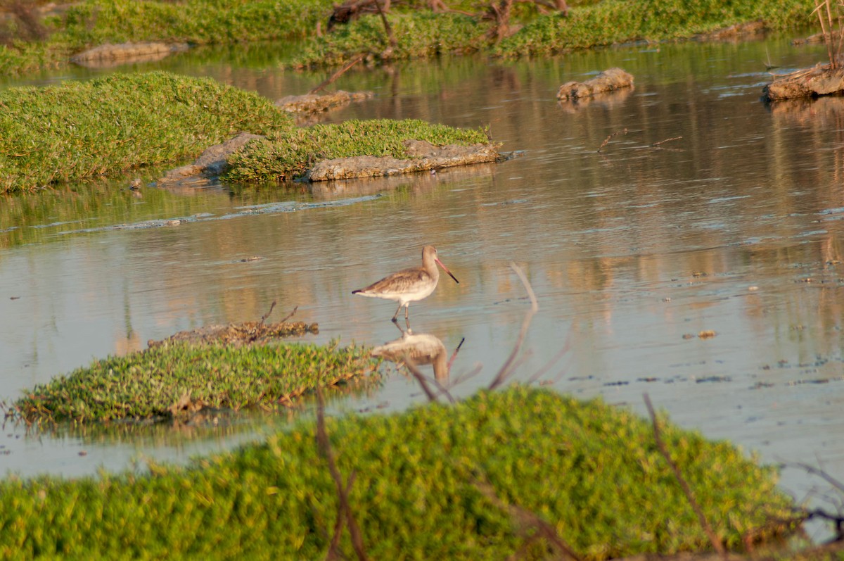 黑尾鷸 - ML647096503