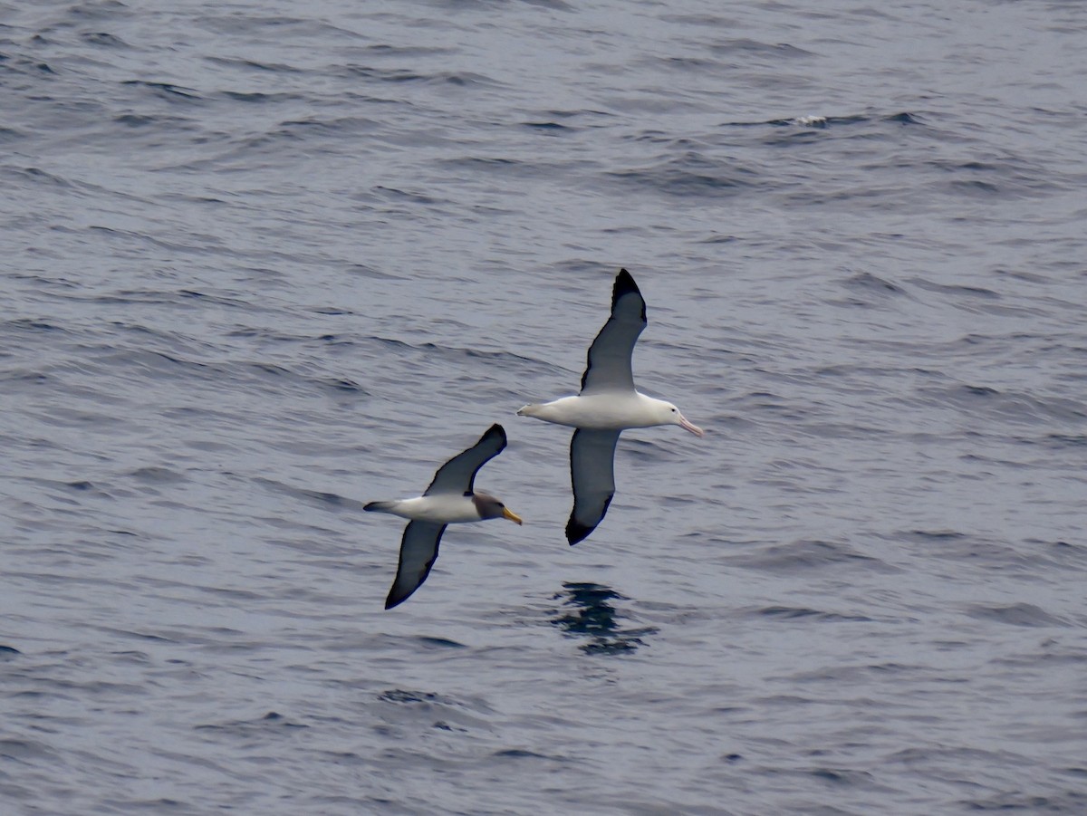 Northern Royal Albatross - ML647096507