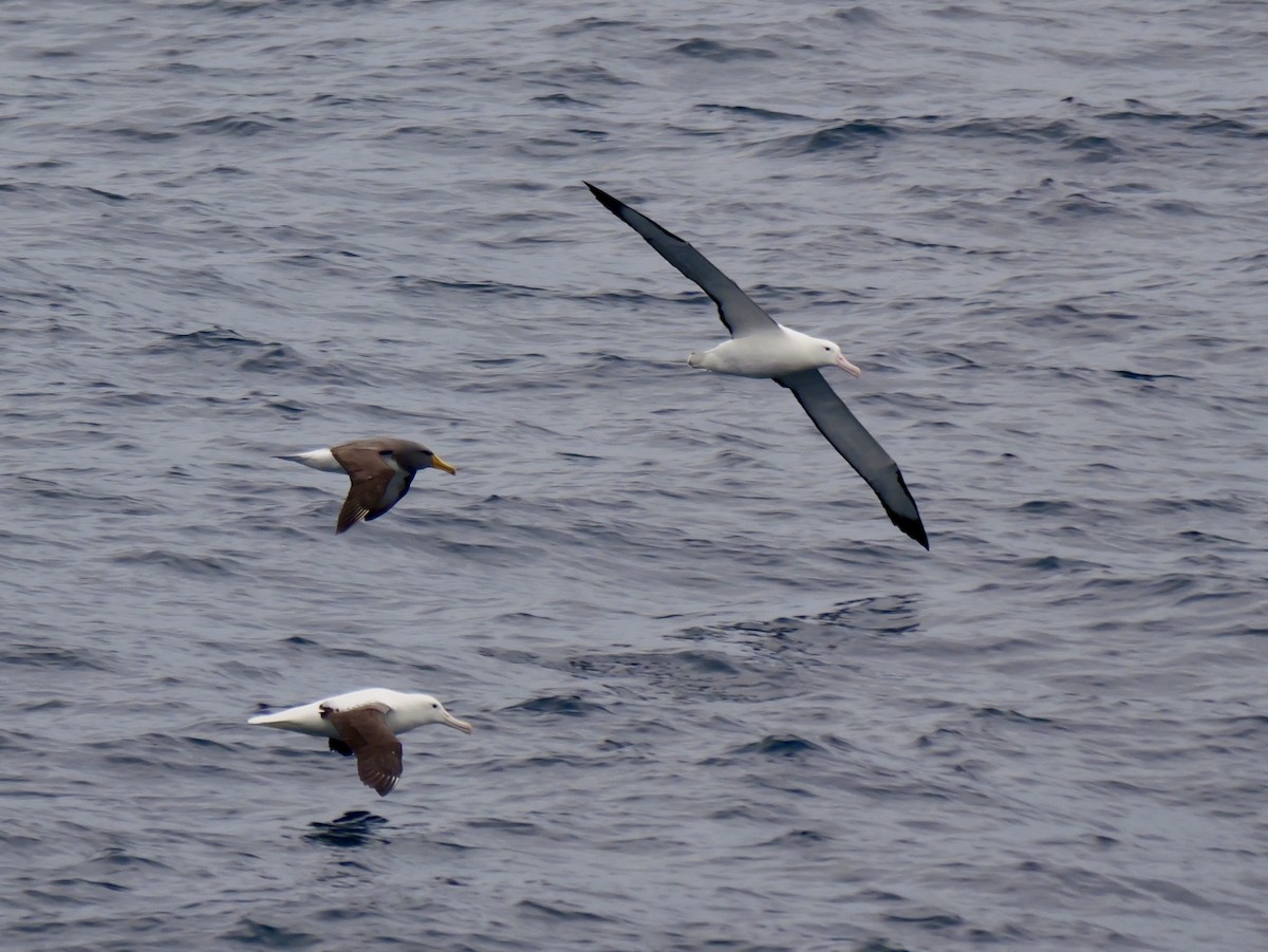 Northern Royal Albatross - ML647096508