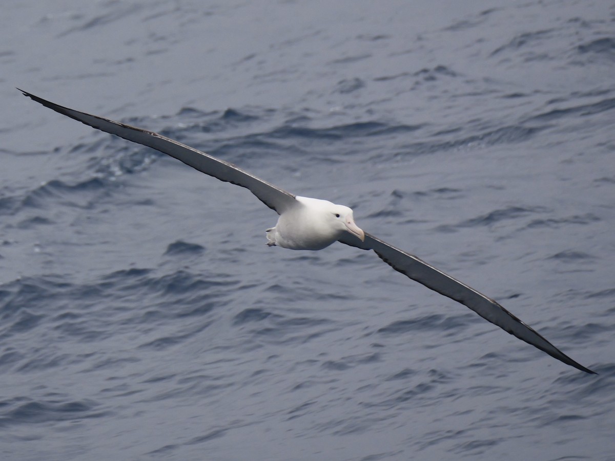 Northern Royal Albatross - ML647096509