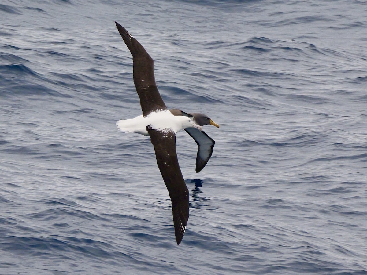 Northern Royal Albatross - ML647096510