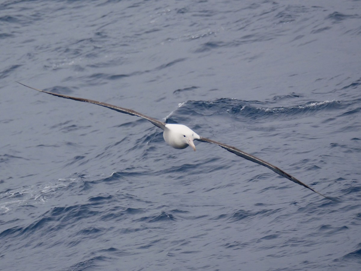 Northern Royal Albatross - ML647096511
