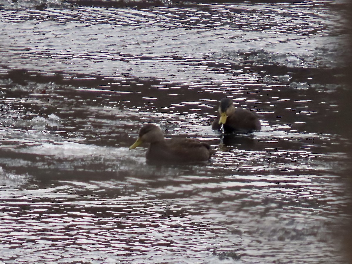 American Black Duck - ML647096512