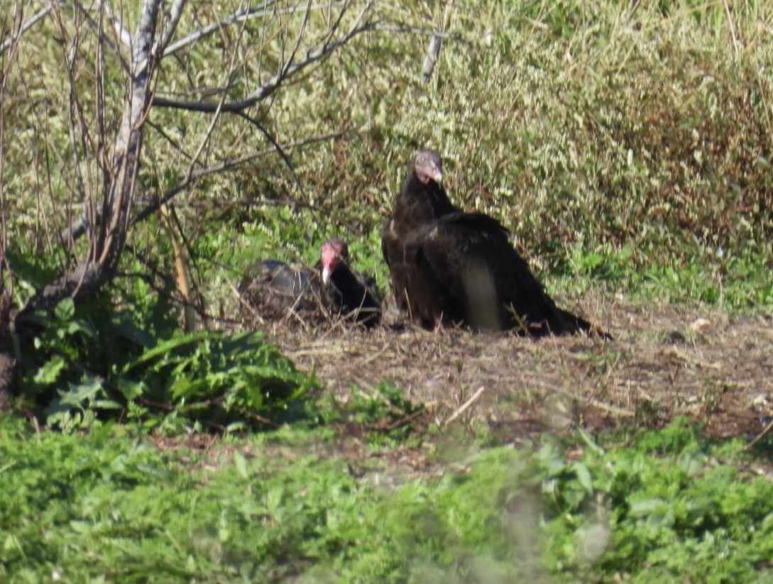 Turkey Vulture - ML647096513
