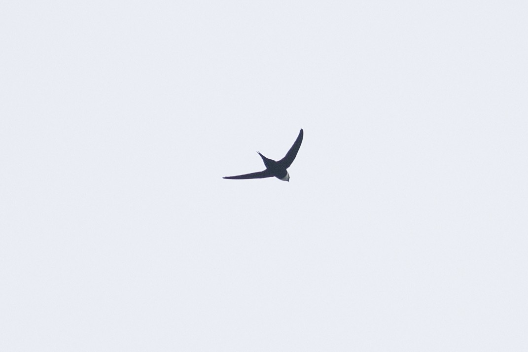 Lesser Swallow-tailed Swift - ML647096524