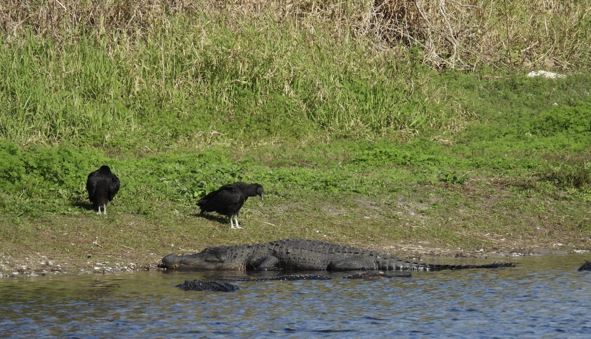 Black Vulture - ML647096526
