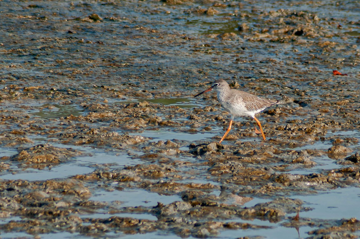 赤足鷸 - ML647096527