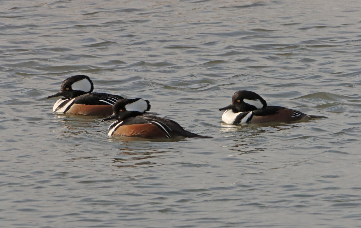 Hooded Merganser - ML647096531