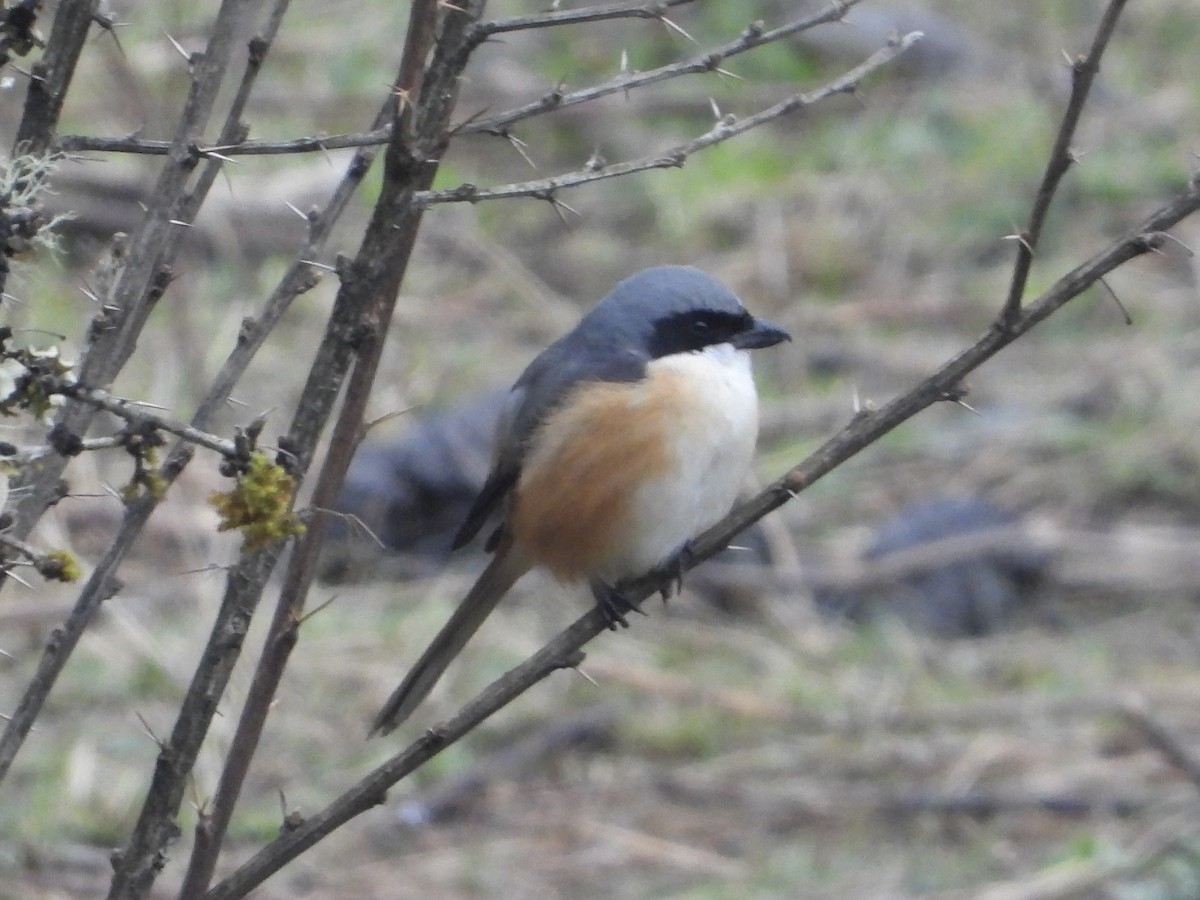 Gray-backed Shrike - ML647096537