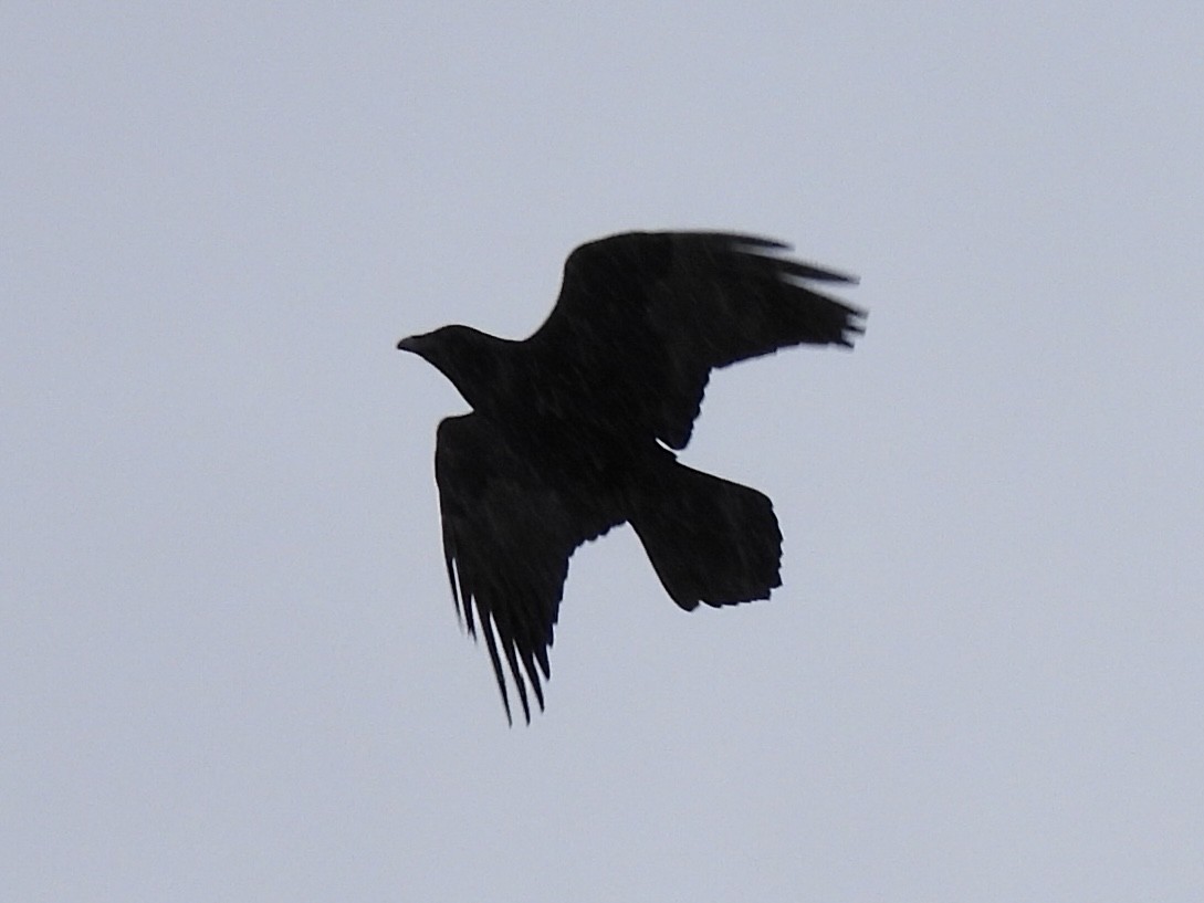 Cuervo Grande - ML647096565