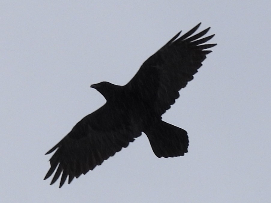 Cuervo Grande - ML647096566