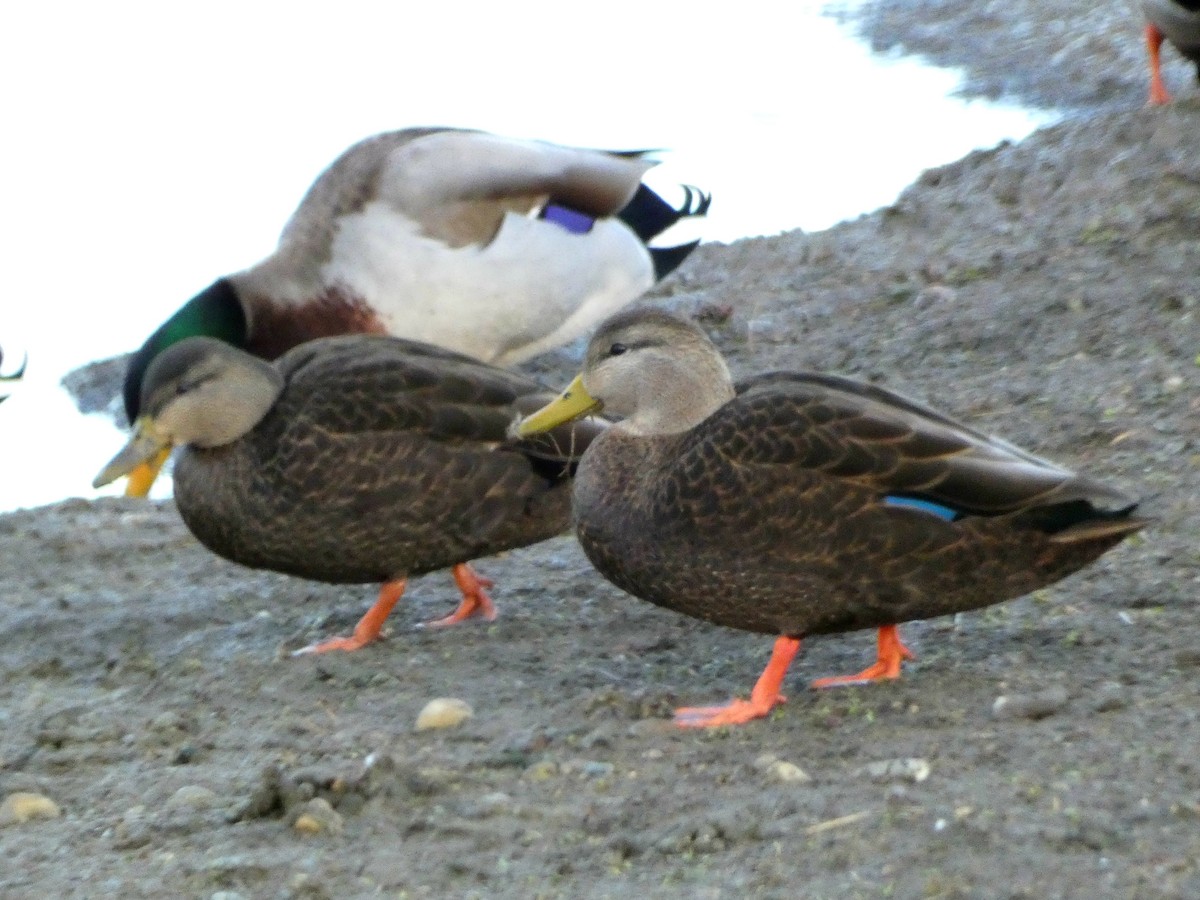 American Black Duck - ML647096569