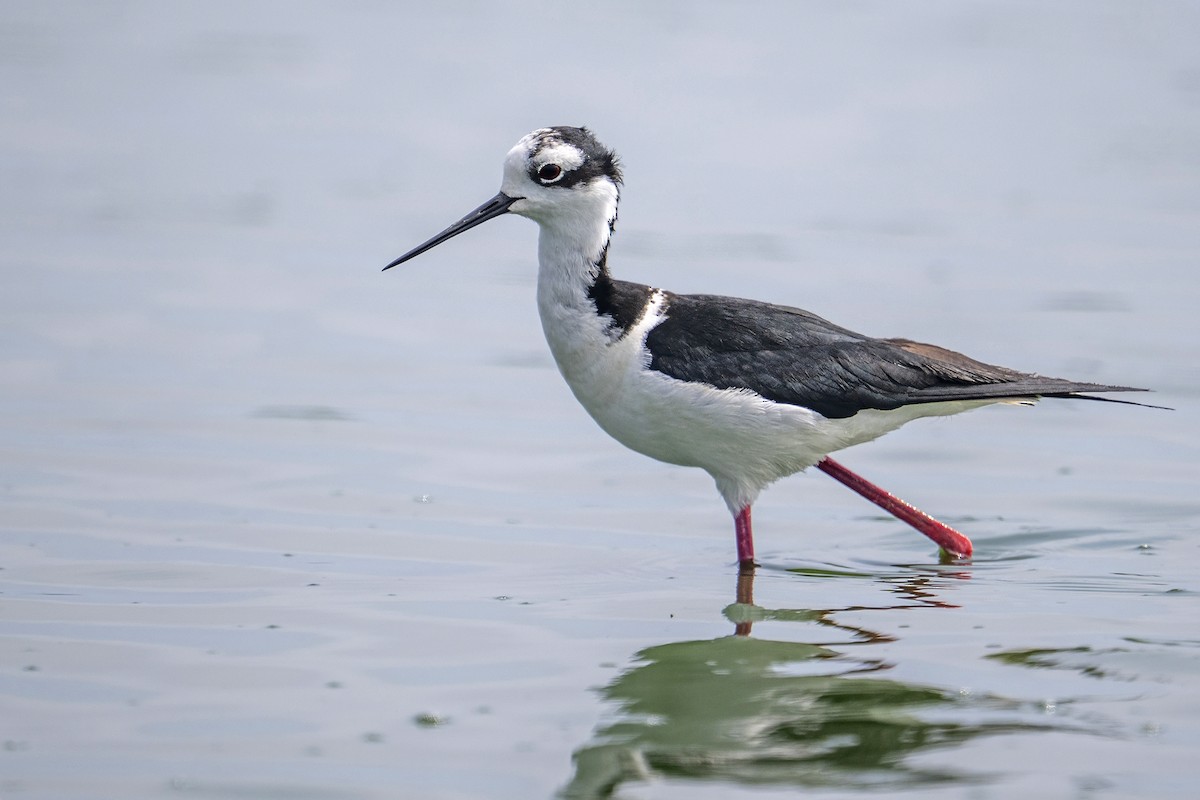 pisila černokrká (ssp. melanurus) - ML647096570