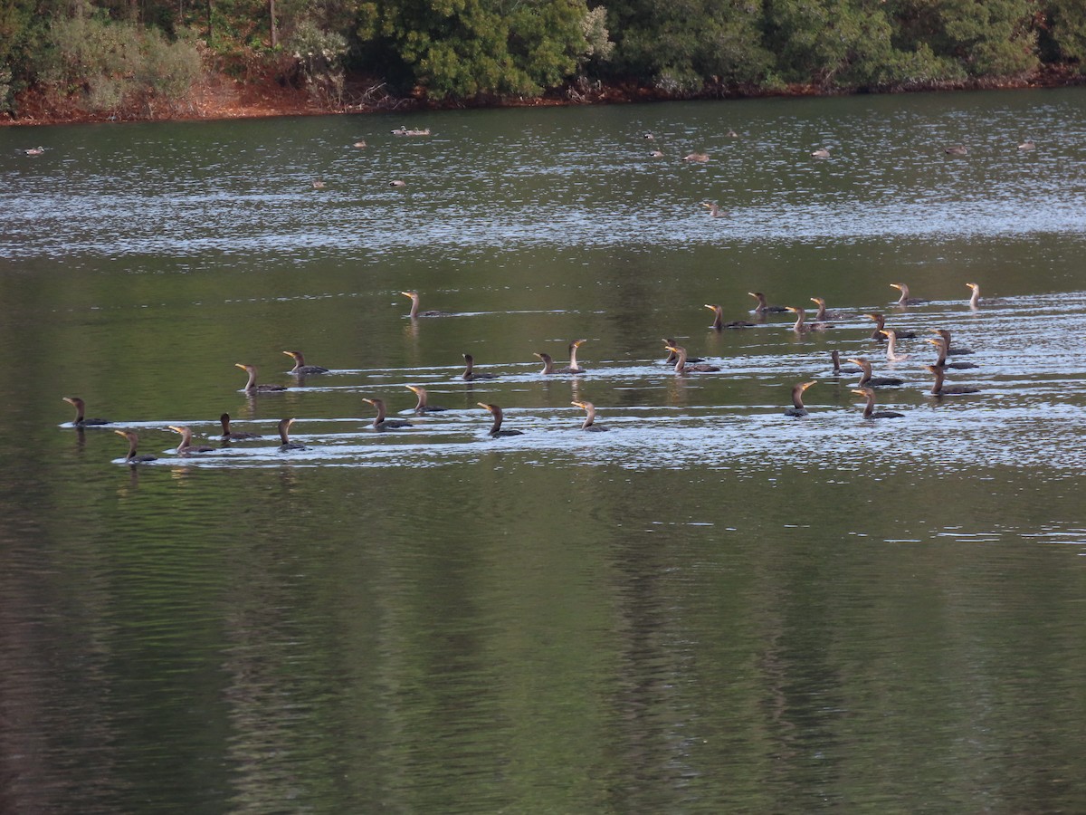 Double-crested Cormorant - ML647096583