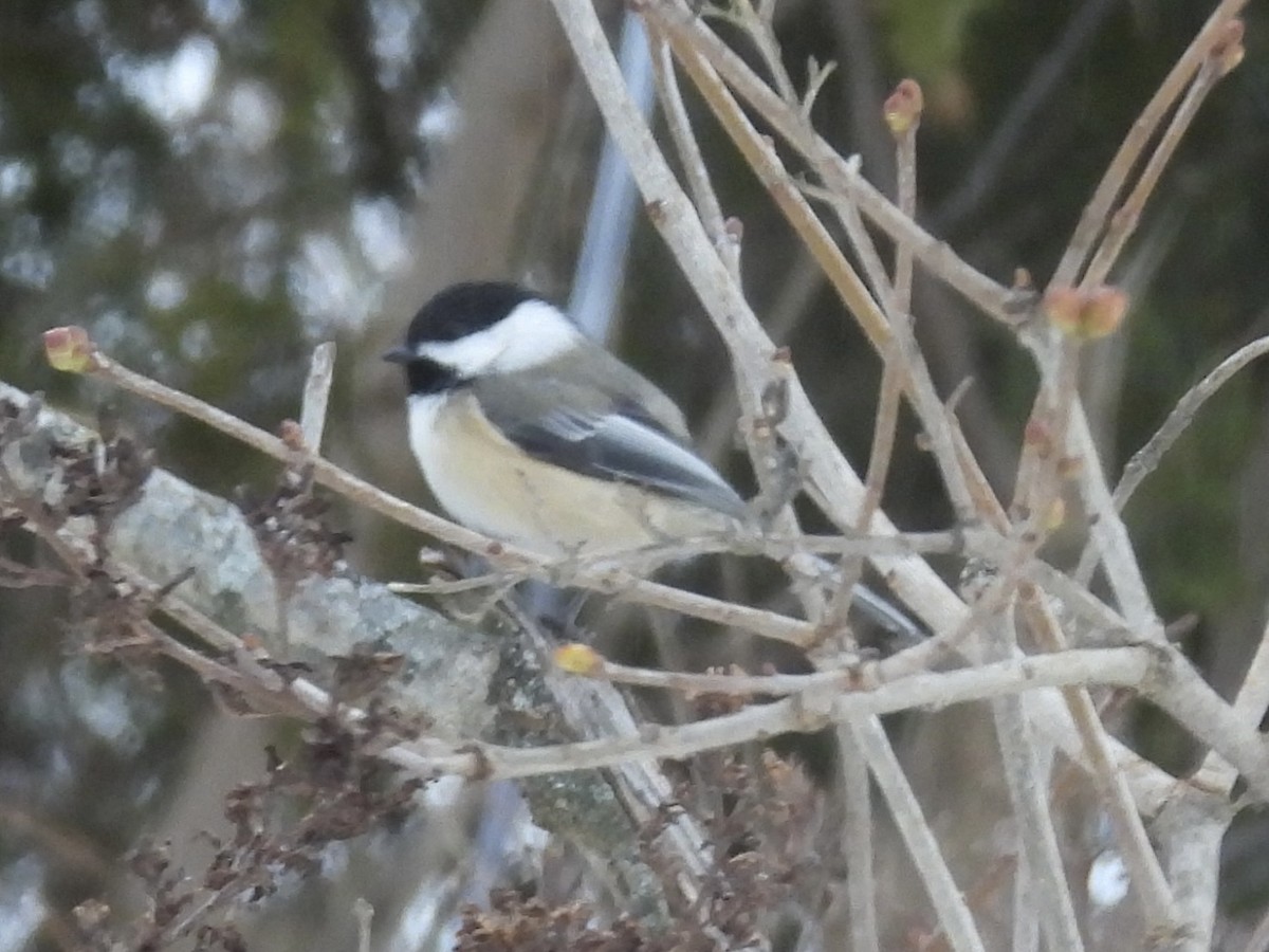 amerikameis - ML647096590