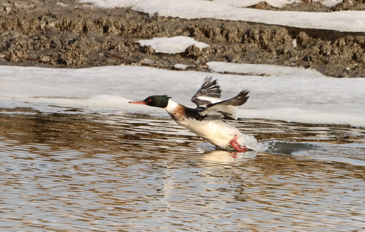Red-breasted Merganser - ML647096593
