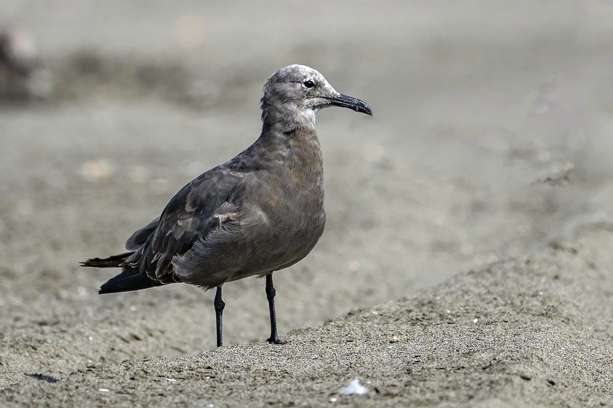 ハイイロカモメ - ML647096600