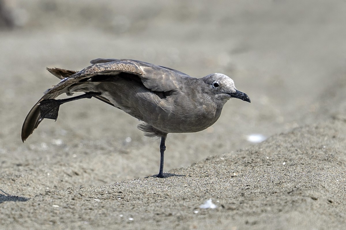 ハイイロカモメ - ML647096601