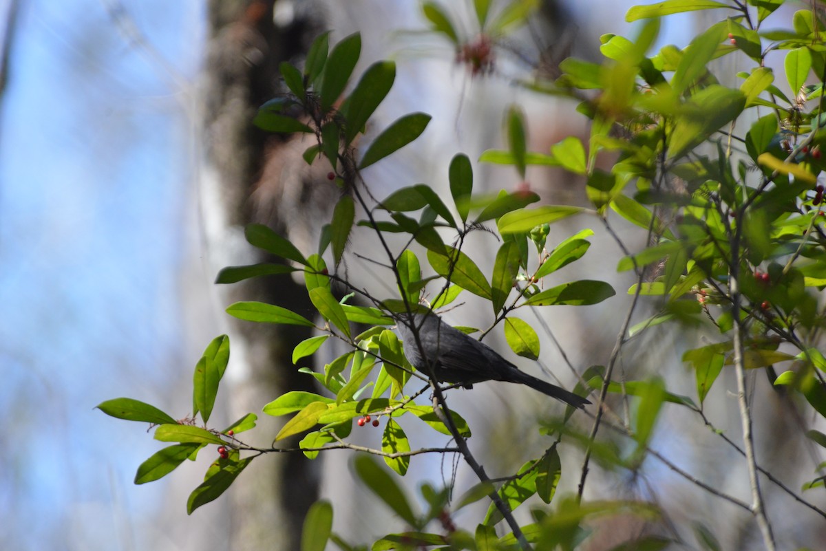 Miaulari grisa - ML647096607