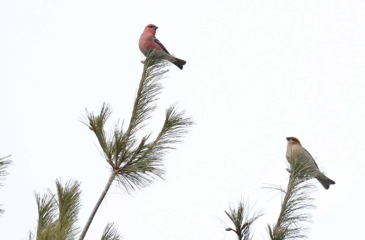 Pinu-gailupa - ML647096609