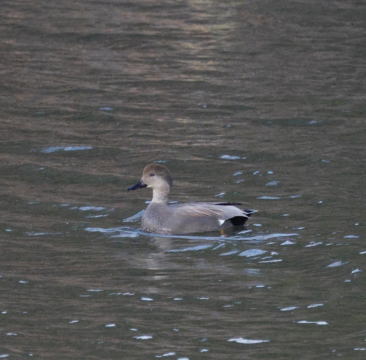 kopřivka obecná - ML647096610