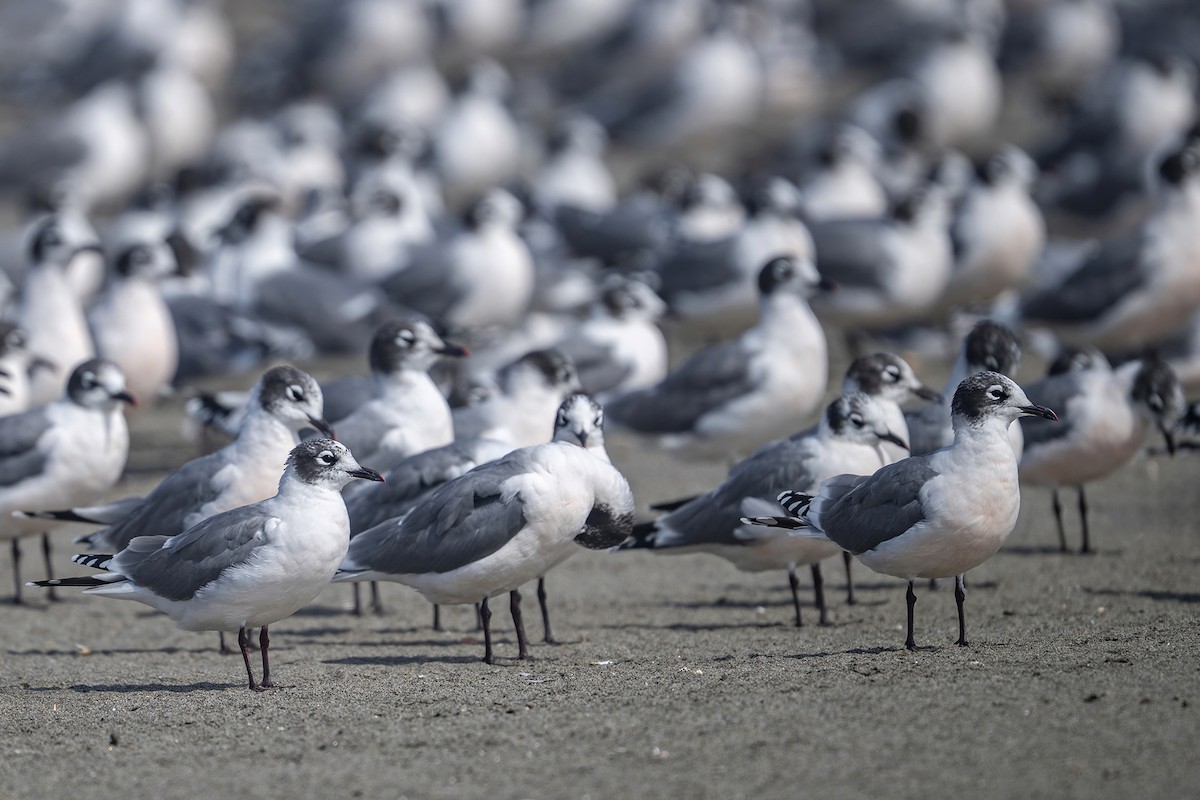 racek vnitrozemský - ML647096612