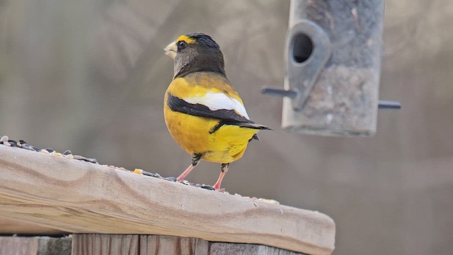 Evening Grosbeak - ML647096618