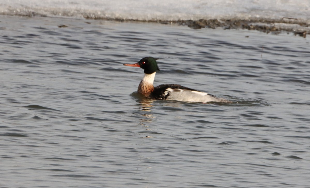 Red-breasted Merganser - ML647096619