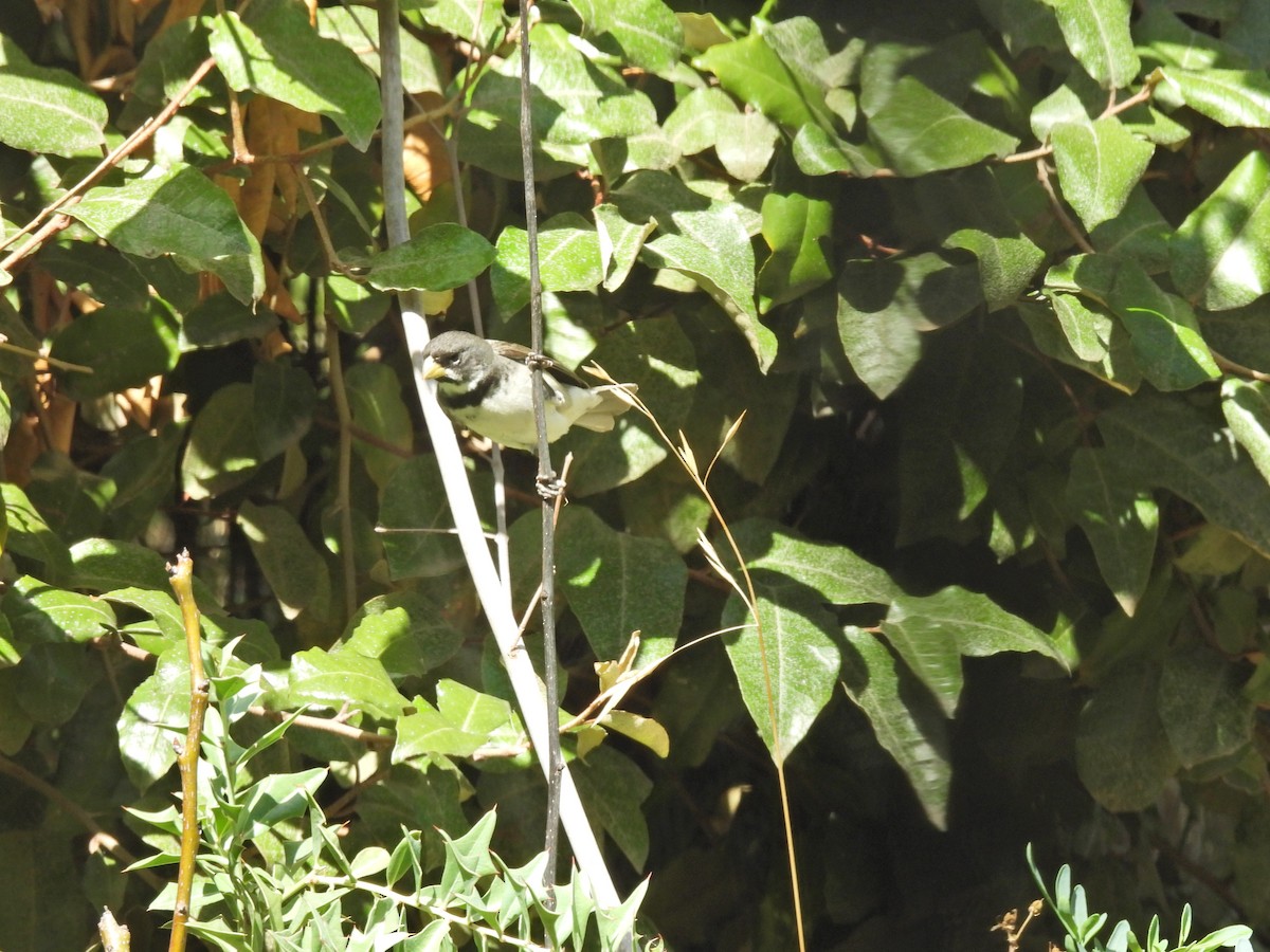 Расписной просяночник - ML647096626