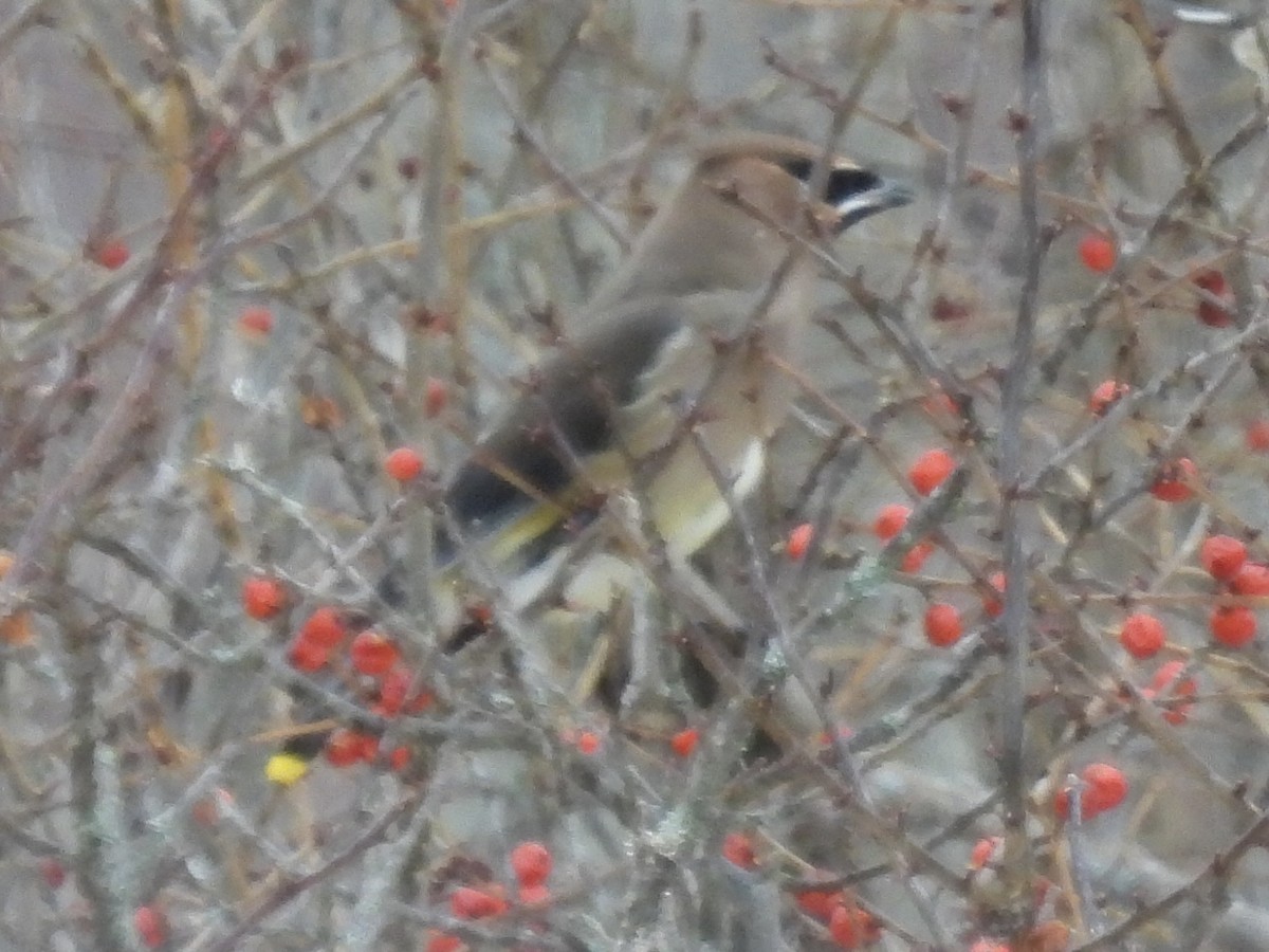 ヒメレンジャク - ML647096627