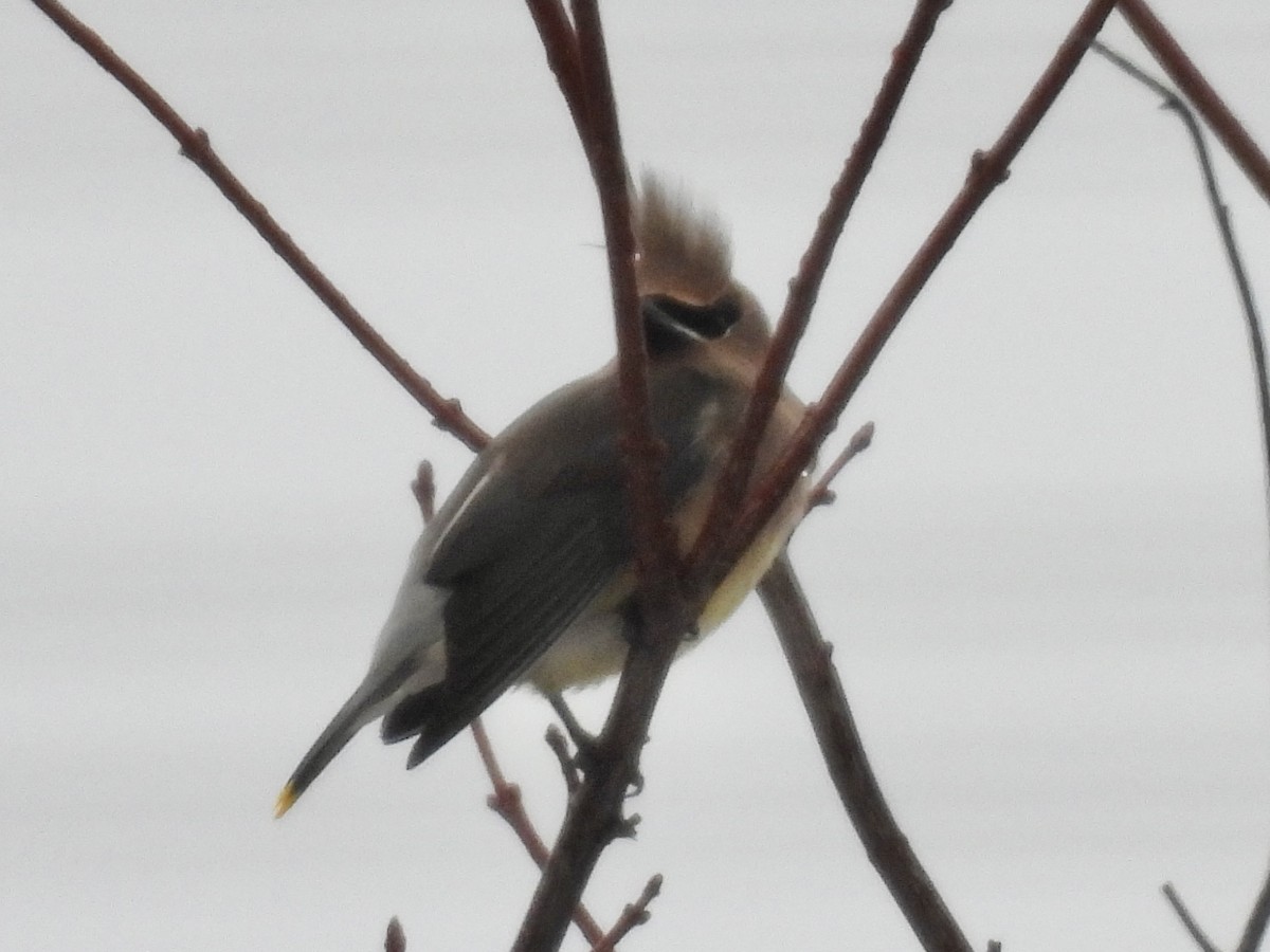 ヒメレンジャク - ML647096628