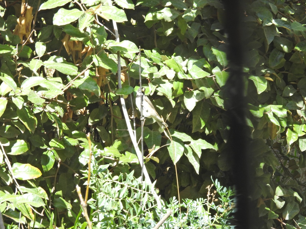 Расписной просяночник - ML647096629