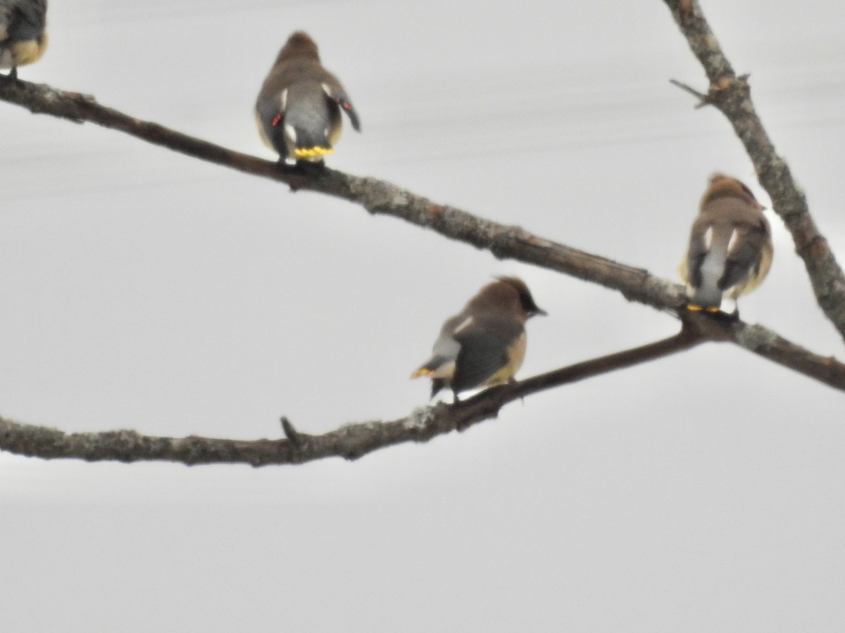 ヒメレンジャク - ML647096630