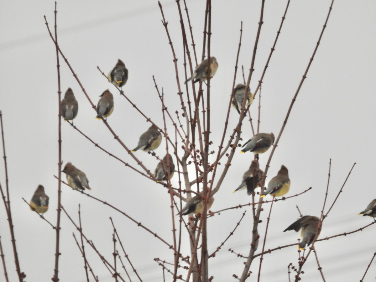 ヒメレンジャク - ML647096631