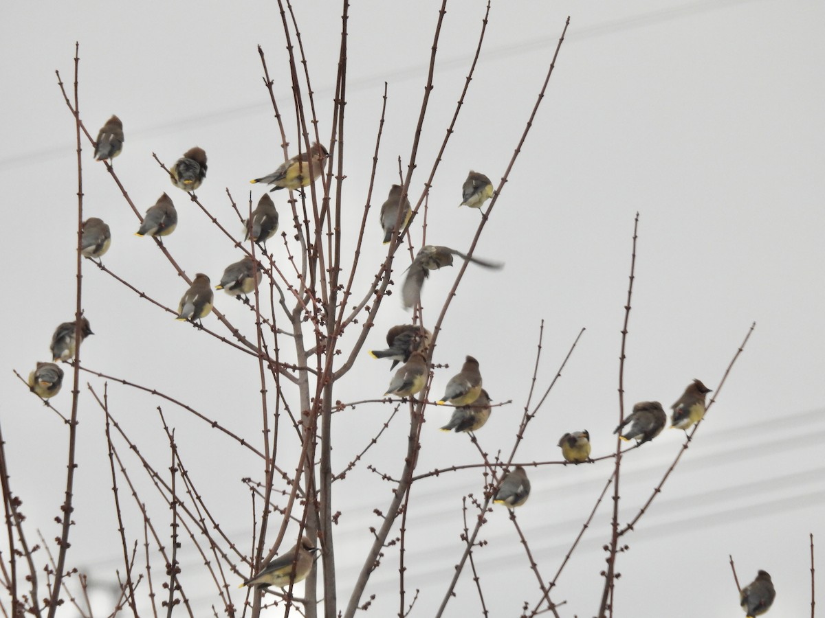 ヒメレンジャク - ML647096632