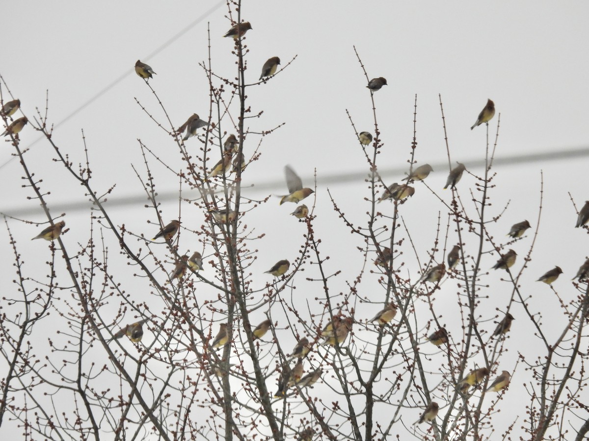 ヒメレンジャク - ML647096633