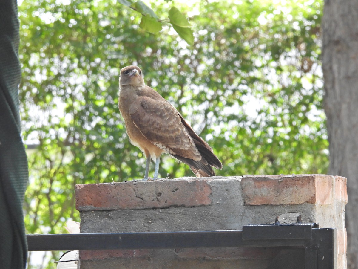Chimango Caracara - ML647096638