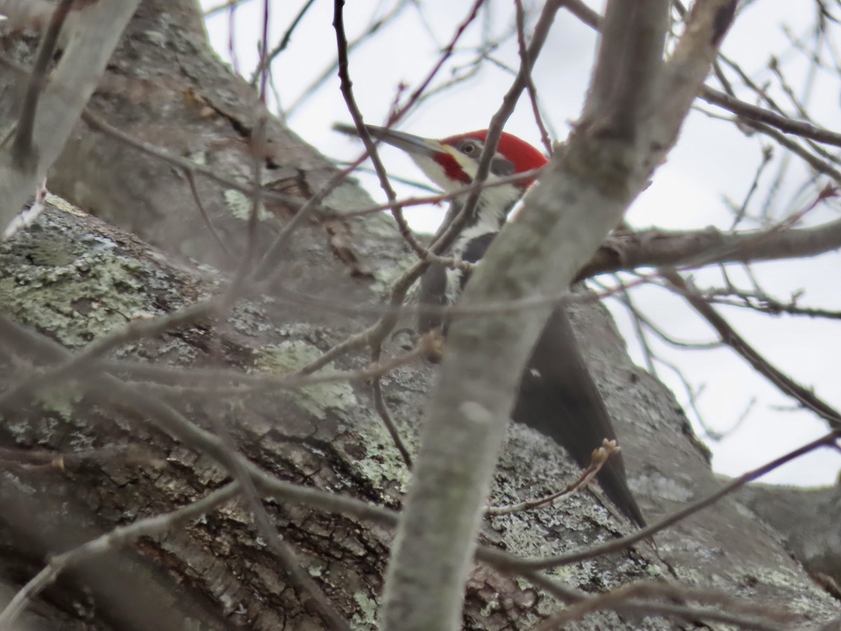 hvitbrynsvartspett - ML647096639