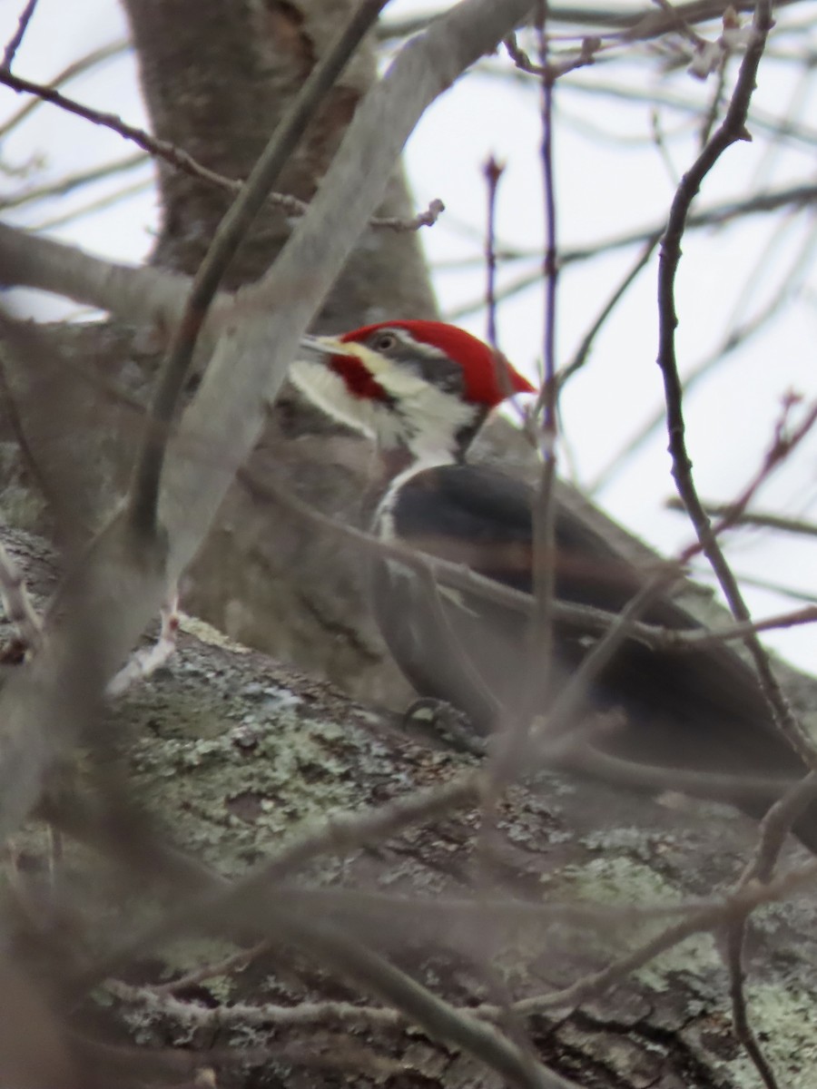 hvitbrynsvartspett - ML647096640