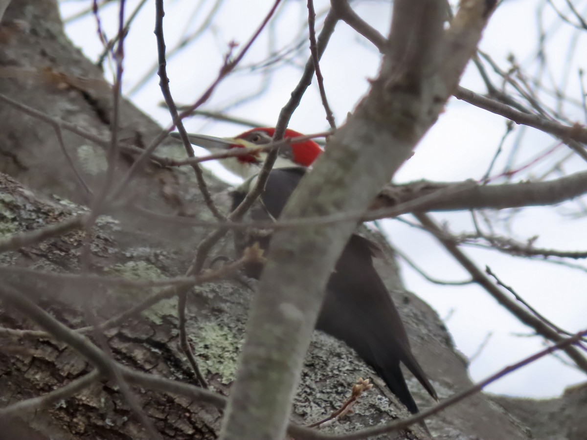 hvitbrynsvartspett - ML647096641