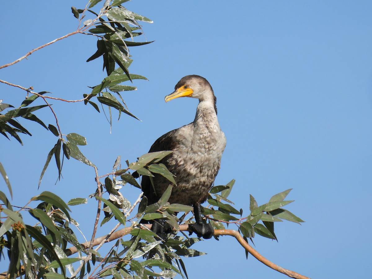 Double-crested Cormorant - ML647096644