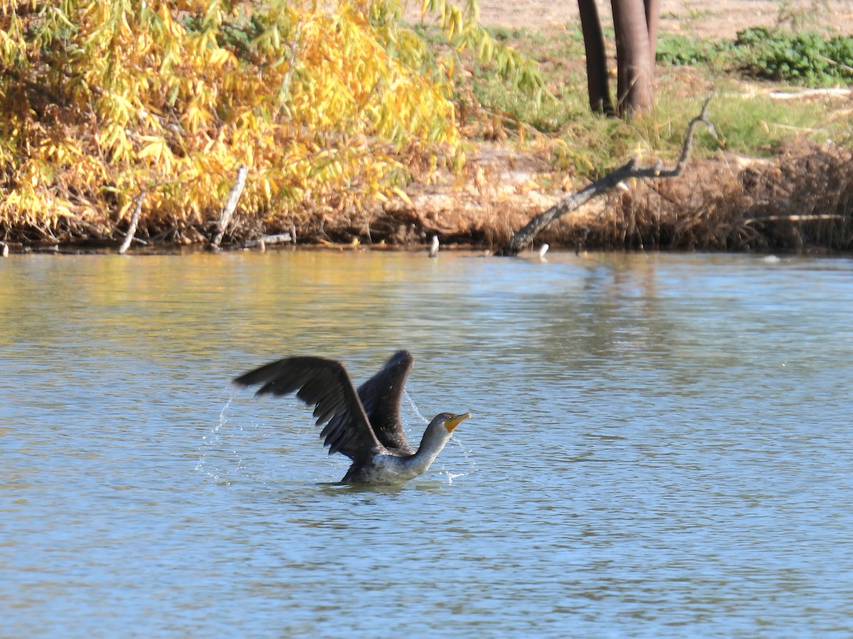 Double-crested Cormorant - ML647096645