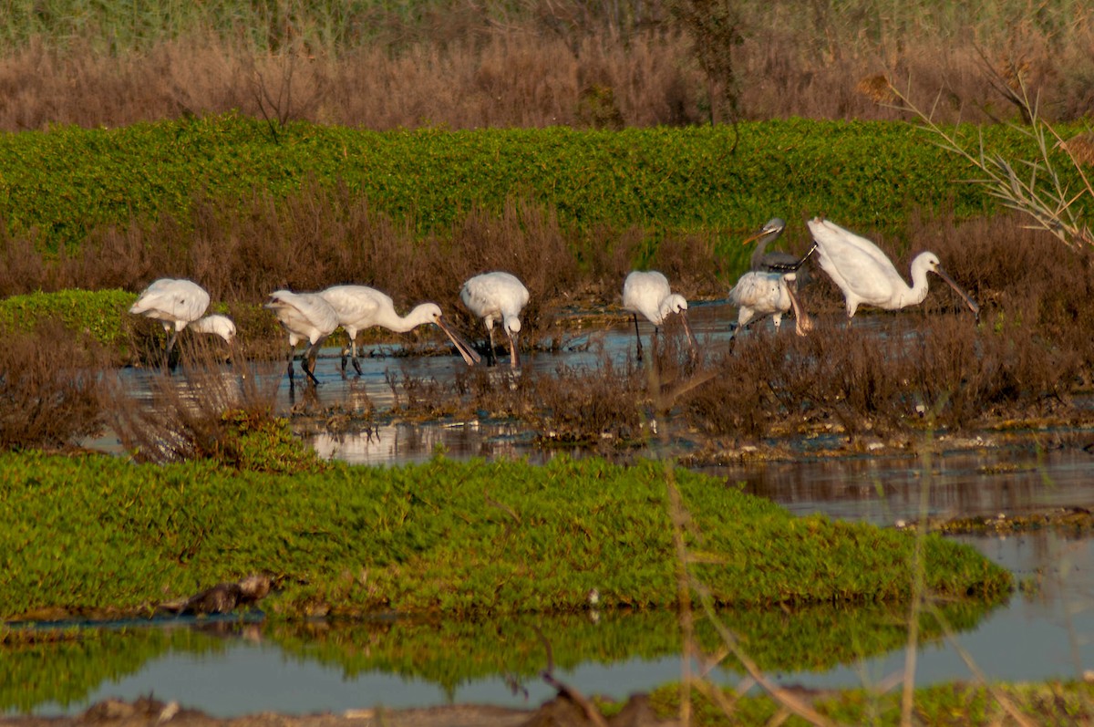 白琵鷺 - ML647096653