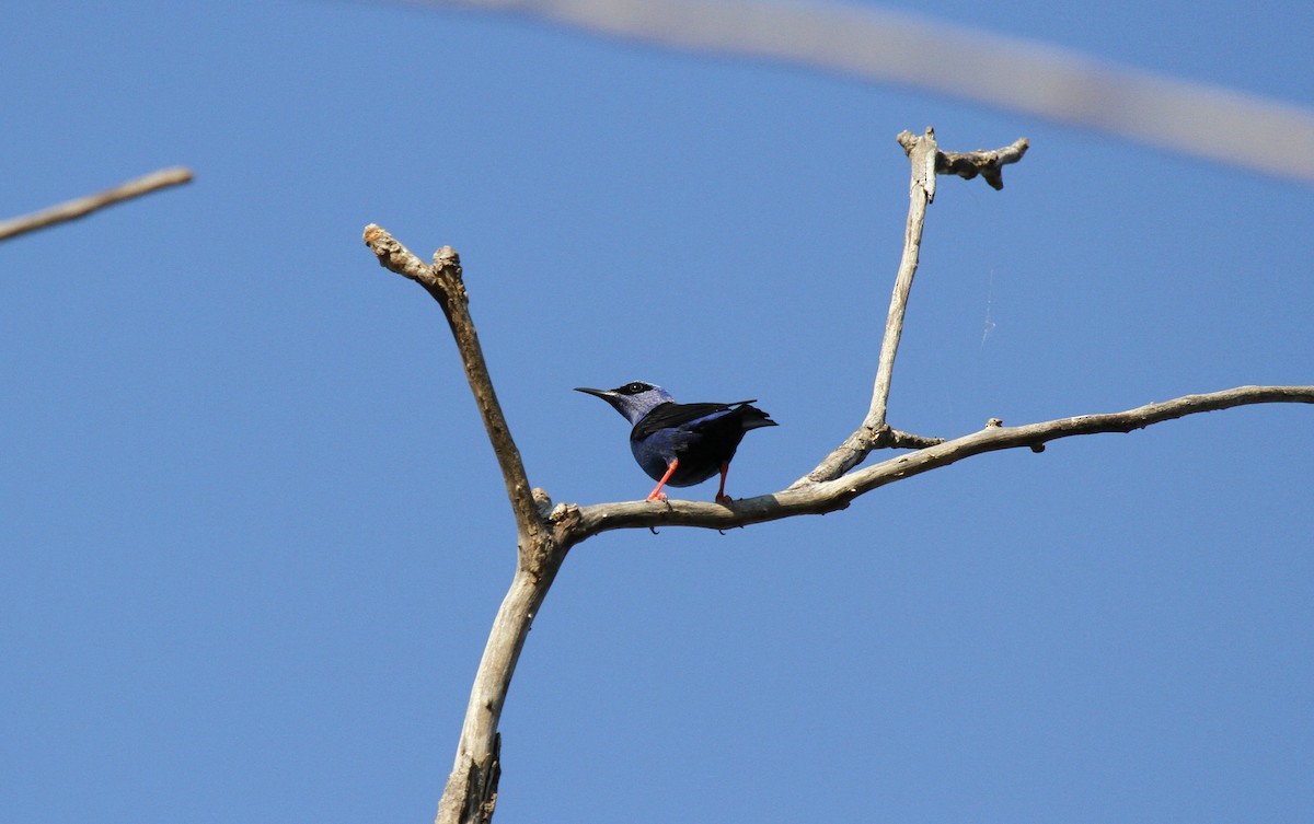 Mielerito Patirrojo - ML647096656