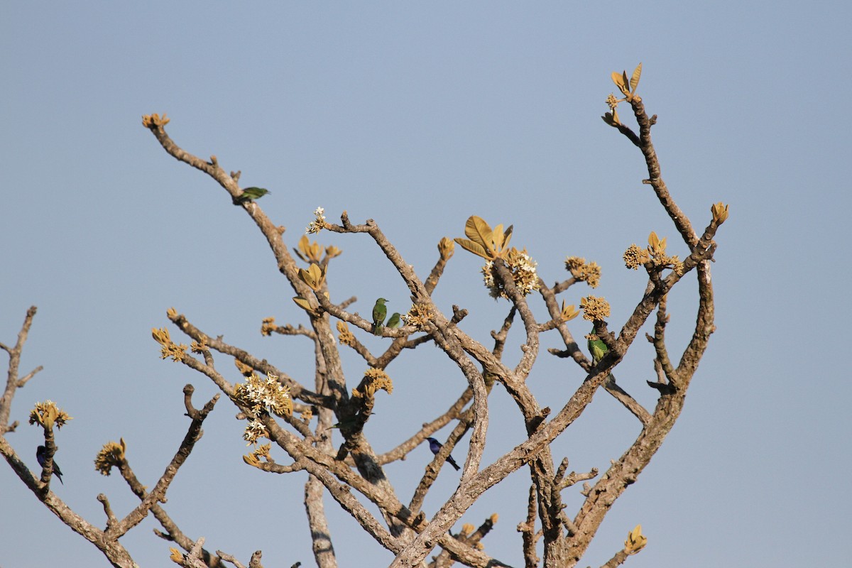 Mielerito Patirrojo - ML647096657