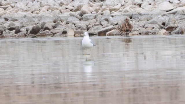 Ring-billed Gull - ML647096663