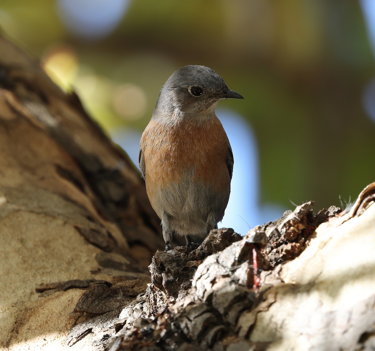 Западная сиалия - ML647096666