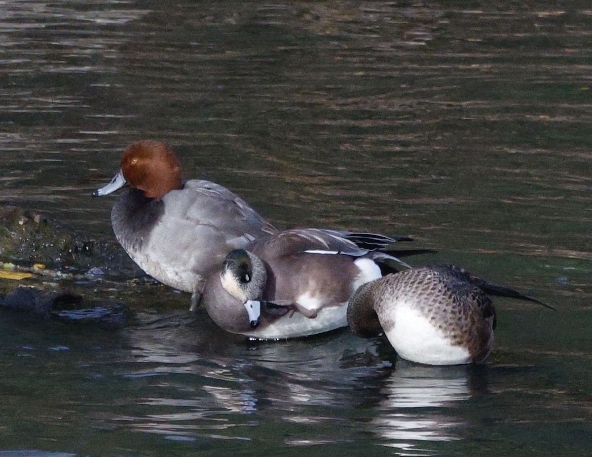 Redhead - ML647096669