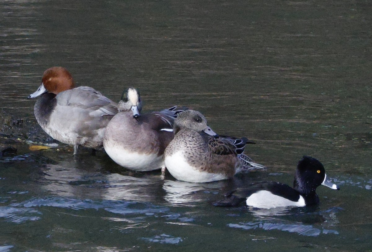 Redhead - ML647096670